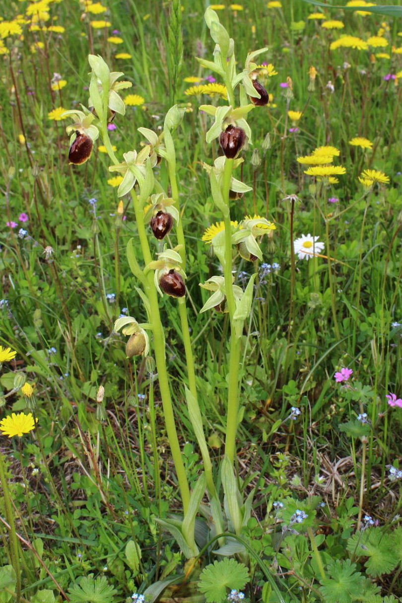 Ophrys da determinare ??